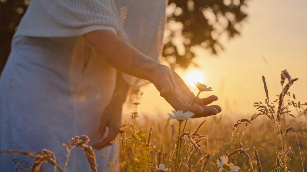 flower-sunset-nature-GettyImages-2180615491